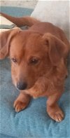 adoptable Dog in , TN named Rev CP