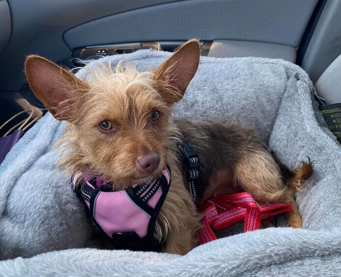 adoptable Dog in Columbia, TN named Lentz (Ginger)~