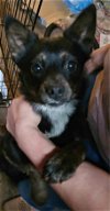 adoptable Dog in , TN named Tess