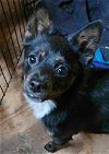 adoptable Dog in columbia, TN named Tessa ~