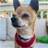 adoptable Dog in columbia, IA named Super Sid ~