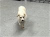 adoptable Dog in columbia, TN named Peaches