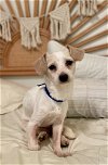 adoptable Dog in columbia, TN named Lane~ - Milo
