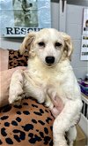 adoptable Dog in columbia, IA named Sugar - DD