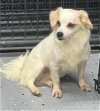 adoptable Dog in columbia, IA named Calla