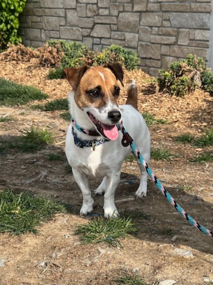 adoptable Dog in Columbia, TN named Oscar - CP