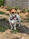 adoptable Dog in columbia, TN named Oscar - CP