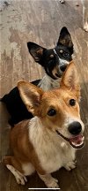 adoptable Dog in columbia, TN named Gus and Heidi/ Spooky & Zero