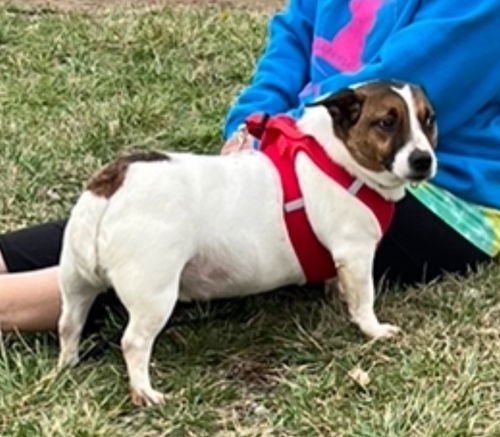 picture of the dog needing adoption