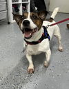 adoptable Dog in columbia, TN named Henry / Brewster ~