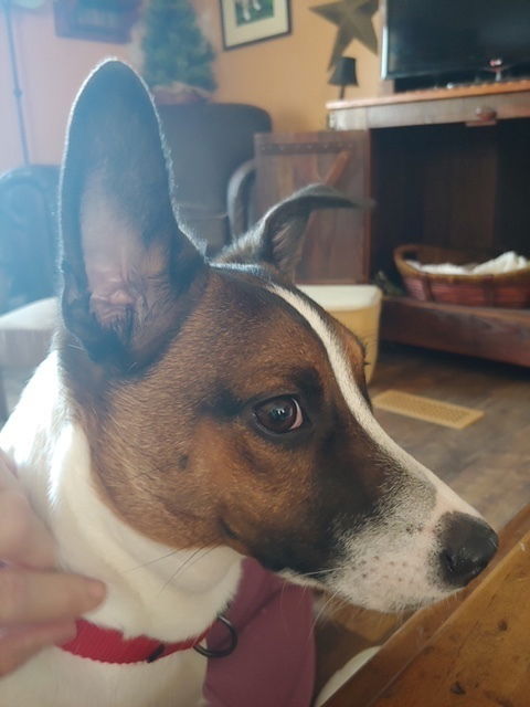 adoptable Dog in Columbia, TN named Henry / Brewster ~