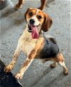 adoptable Dog in columbia, TN named Mack DD