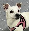 adoptable Dog in , TN named Sabrinia