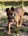 adoptable Dog in columbia, IA named Reggie