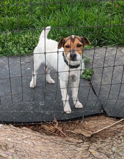 adoptable Dog in Columbia, TN named Hardy