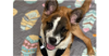 adoptable Dog in columbia, TN named Lynyrd Skynyrd (Bricks/Roni)~