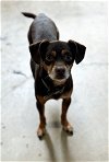 adoptable Dog in  named Hershey - DD