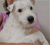 adoptable Dog in columbia, IA named Bread