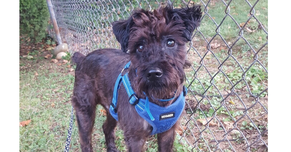 adoptable Dog in Columbia, TN named Archibald~