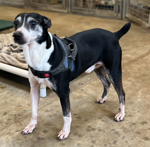 picture of the dog needing adoption