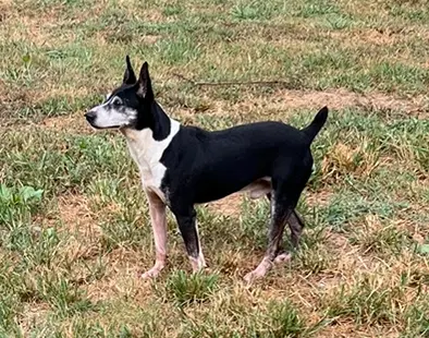 Screech - Terrier