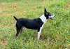 Screech + - Photo 2