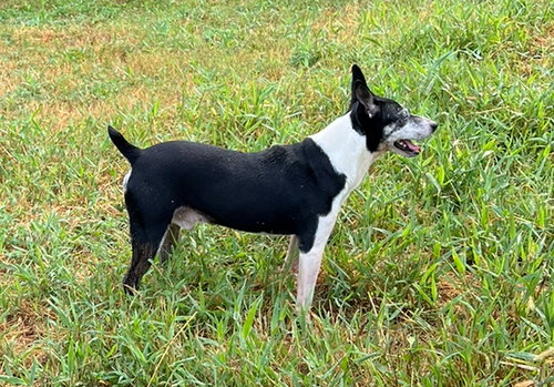 SCREECH + - Terrier available for adoption