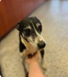 adoptable Dog in , TN named Screech +