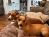 adoptable Dog in Columbia, TN named Lucy and Sally ~