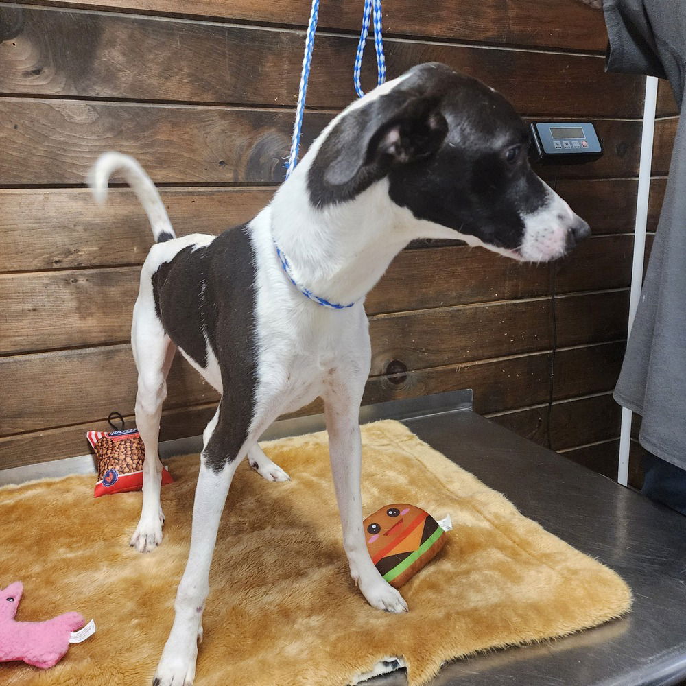 adoptable Dog in Columbia, TN named Buckets DD