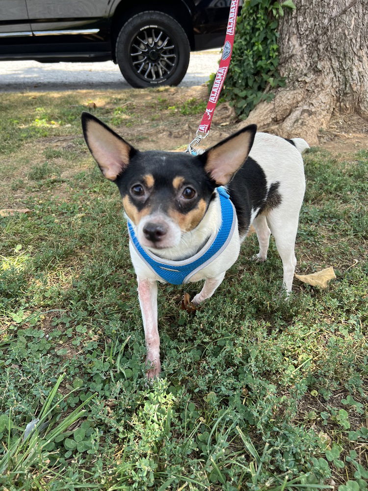 adoptable Dog in Columbia, TN named Ryder*