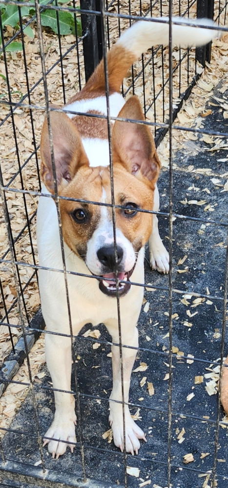 adoptable Dog in Columbia, TN named Archie