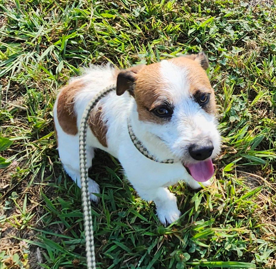 adoptable Dog in Columbia, TN named Benji*