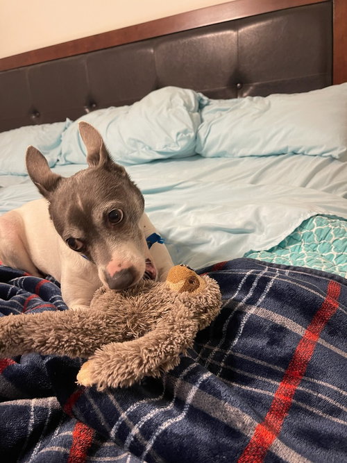 PAUL * - Jack Russell Terrier / Rat Terrier available for adoption