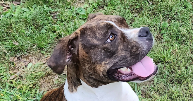 adoptable Dog in Columbia, TN named Lisa (Marge & Lisa)