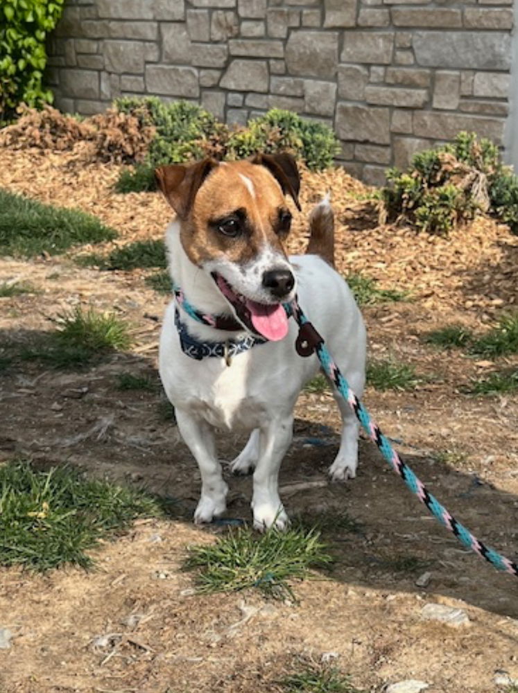 adoptable Dog in Columbia, TN named Oscar - CP