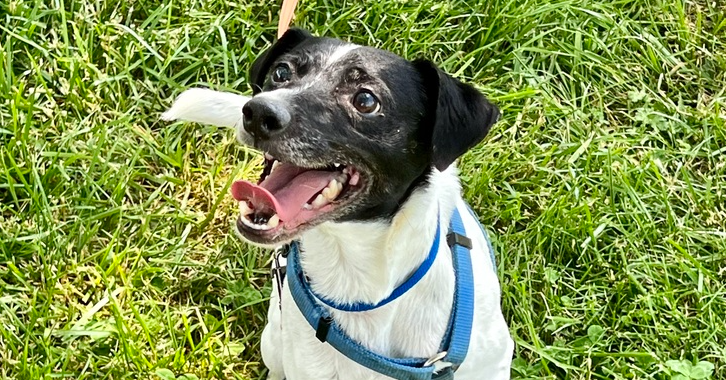 adoptable Dog in Columbia, TN named Buddy Boo DD