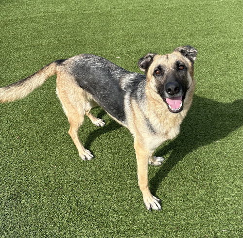picture of the dog needing adoption