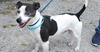 adoptable Dog in , TN named Lucky+