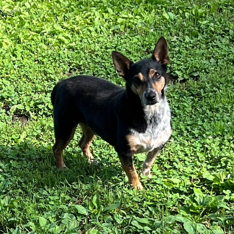 adoptable Dog in Columbia, TN named George* +