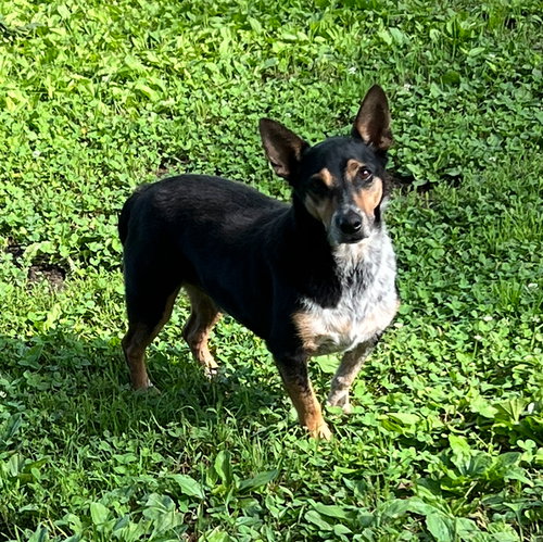 picture of the dog needing adoption