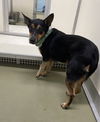 adoptable Dog in , TN named George*