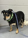 adoptable Dog in , TN named Chachi~