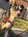 adoptable Dog in , TN named Dolly ~