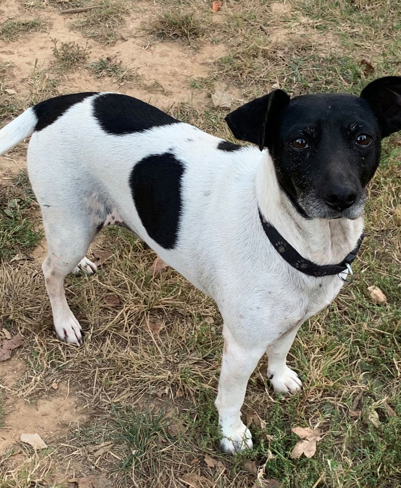 adoptable Dog in Columbia, TN named Andie - CP