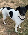 adoptable Dog in , TN named Andie - CP