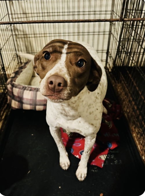 picture of the dog needing adoption