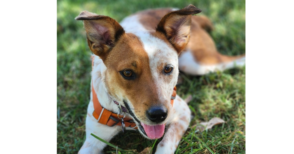 adoptable Dog in Columbia, TN named TrouvÃ© aka Truvee Trouvay ~