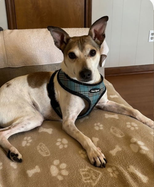 picture of the dog needing adoption