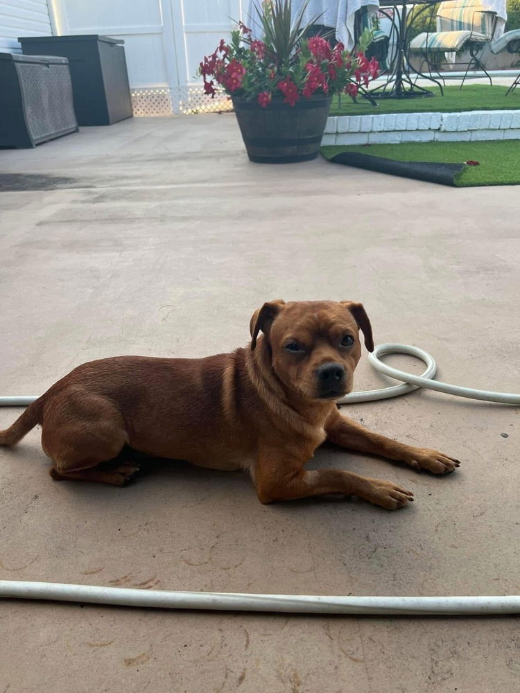 adoptable Dog in Columbia, TN named Goofy DD